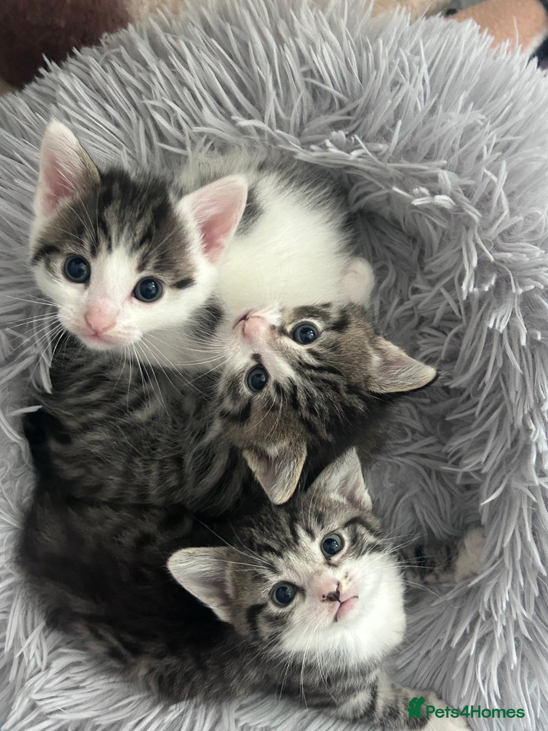 Mixed Breed cats for sale: Healthy, affectionate Kittens ready for  **  - Advert 2