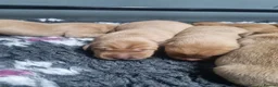 Labrador Retriever dogs for sale: KC Fox Red Labrador Puppies  - Advert 13