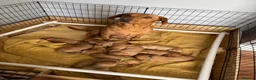 Labrador Retriever dogs for sale: Fox Red Labrador - Advert 1