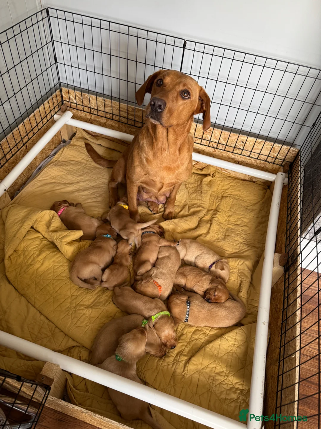 Labrador Retriever dogs for sale: Fox Red Labrador - Advert 1