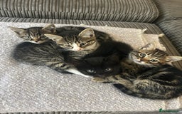 Domestic Shorthair cats for sale: 4 Kittens Available  - Image 1