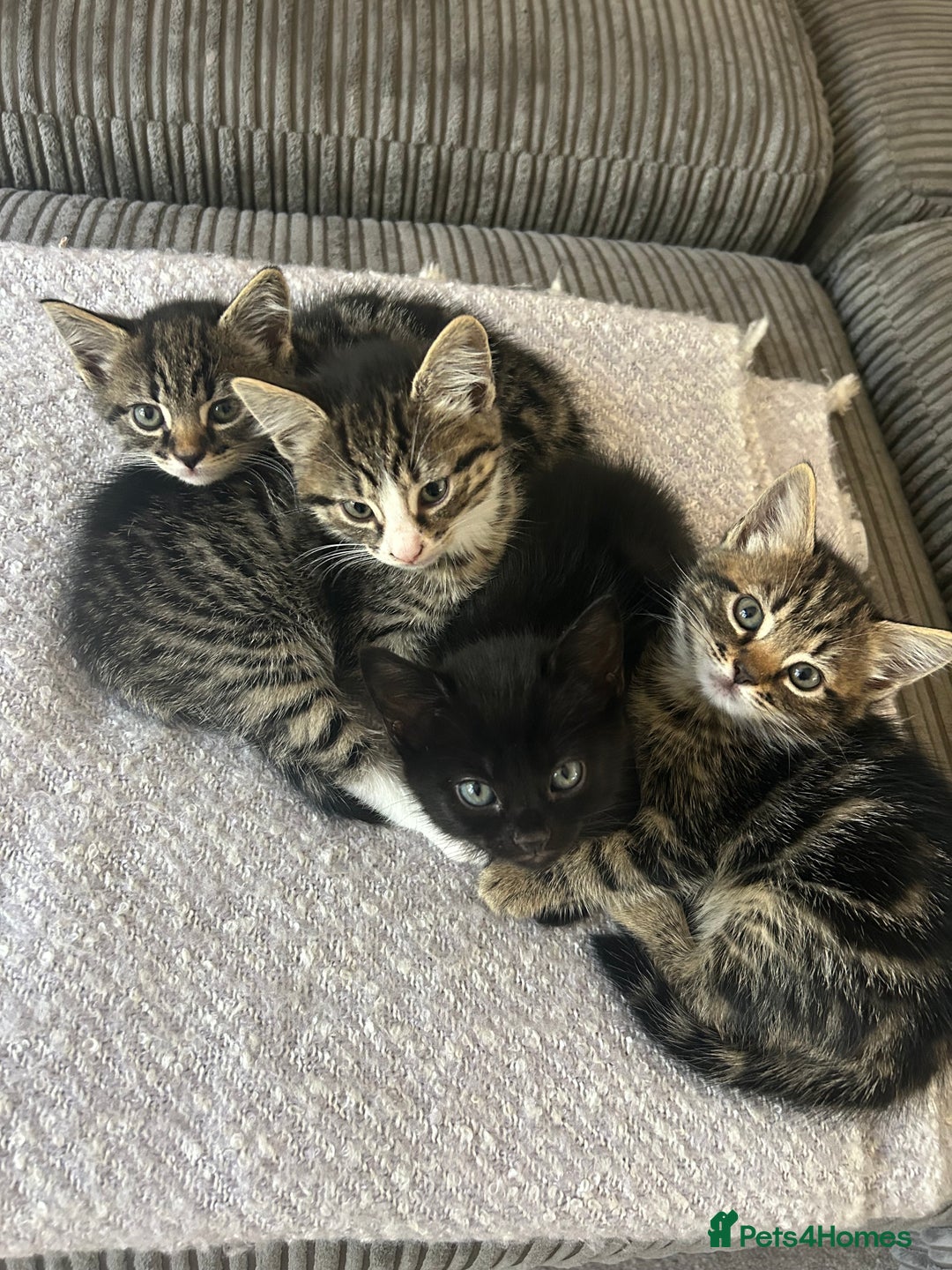 Domestic Shorthair cats for sale: 4 Kittens Available  - Image 1