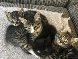 Domestic Shorthair cats - Advert 1