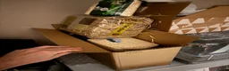 Hamster rodents for sale: Syrian Hamster/Cage x2 / Accessories  in Newton Aycliffe - Advert 4