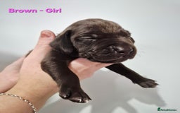 German Shorthaired Pointer dogs for sale: German Shorthaired Pointer/Irish Setter-Poinsetter - Image 21