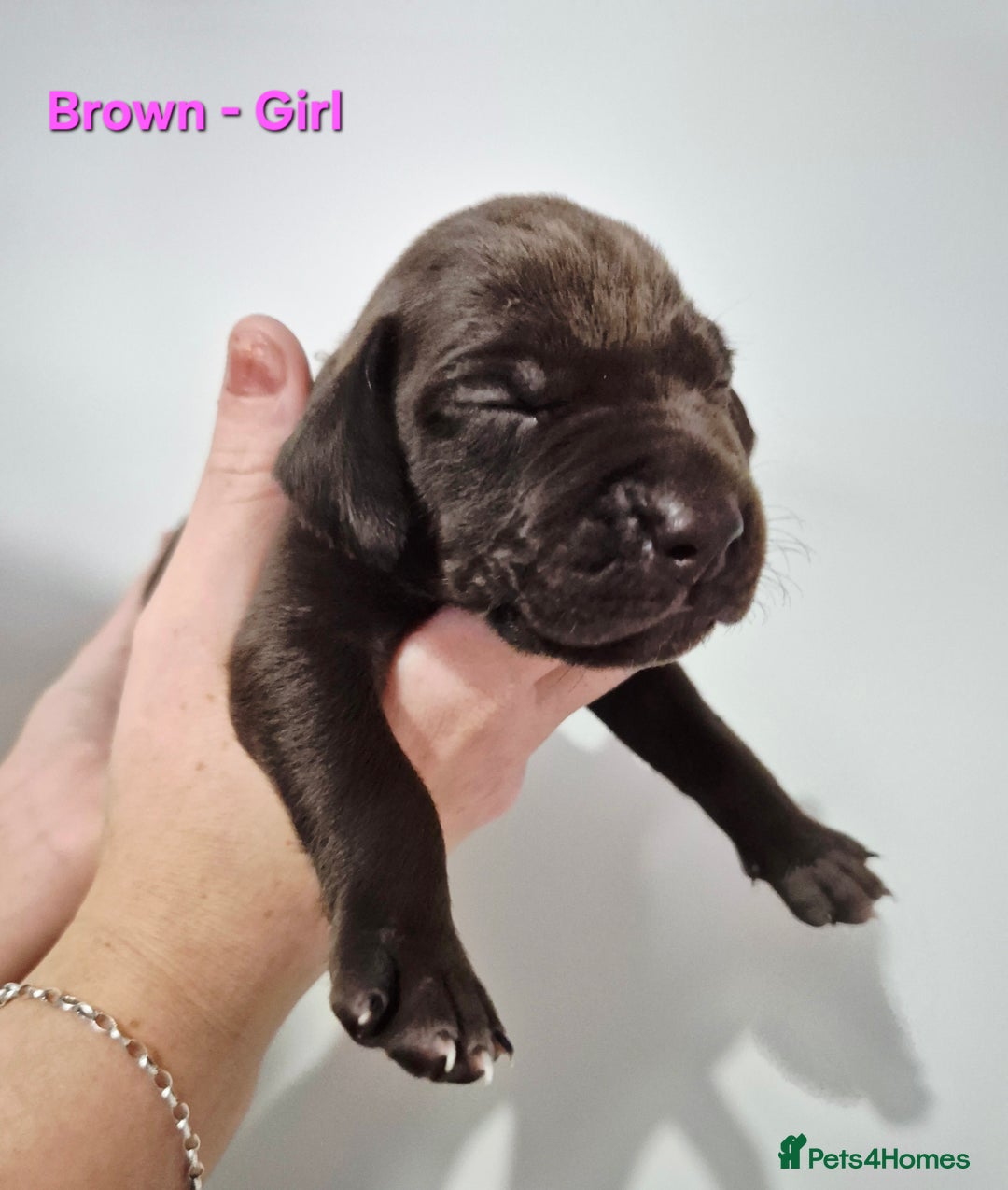 German Shorthaired Pointer dogs for sale: German Shorthaired Pointer/Irish Setter-Poinsetter - Image 21