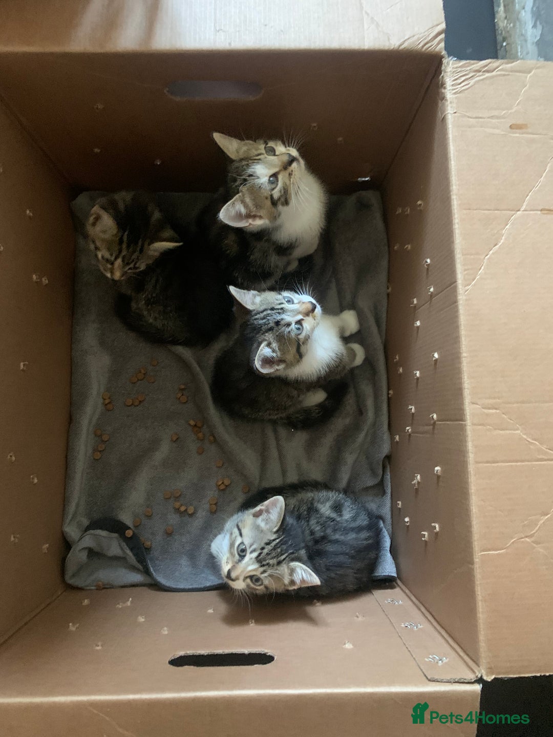 Mixed Breed cats for sale: 2 left  - Image 3