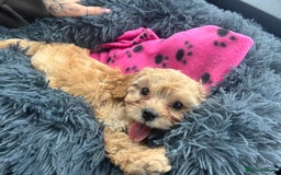 Cavapoo dogs for sale: Beautiful cavapoo puppy girl - Image 2