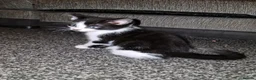 Mixed Breed cats for sale: 🐾 Gorgeous Mixed-Breed Kittens Ready Soon 🐾 - Advert 6