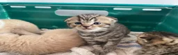 Scottish Fold cats for sale: Scottish fold kittens for sale  - Advert 25