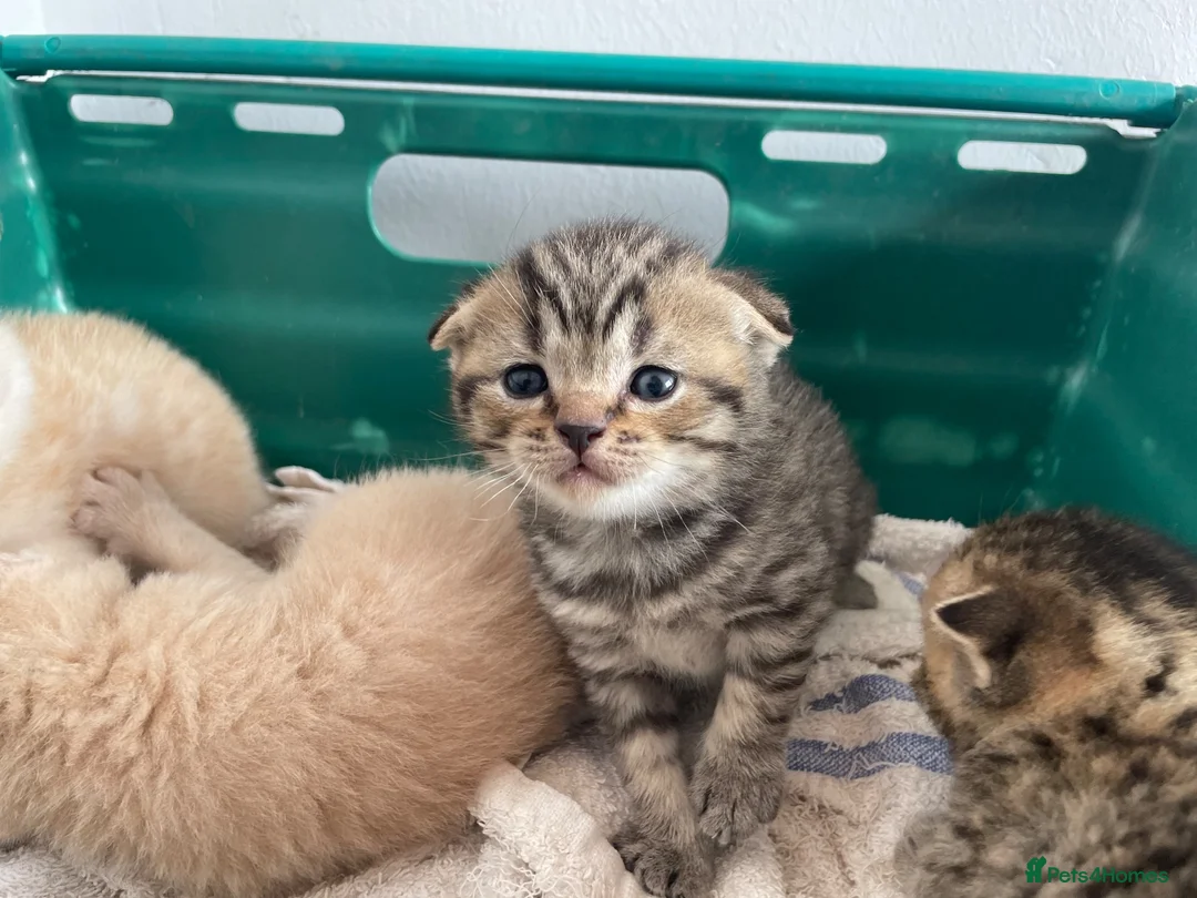 Scottish Fold cats for sale: Scottish fold kittens for sale  - Advert 25