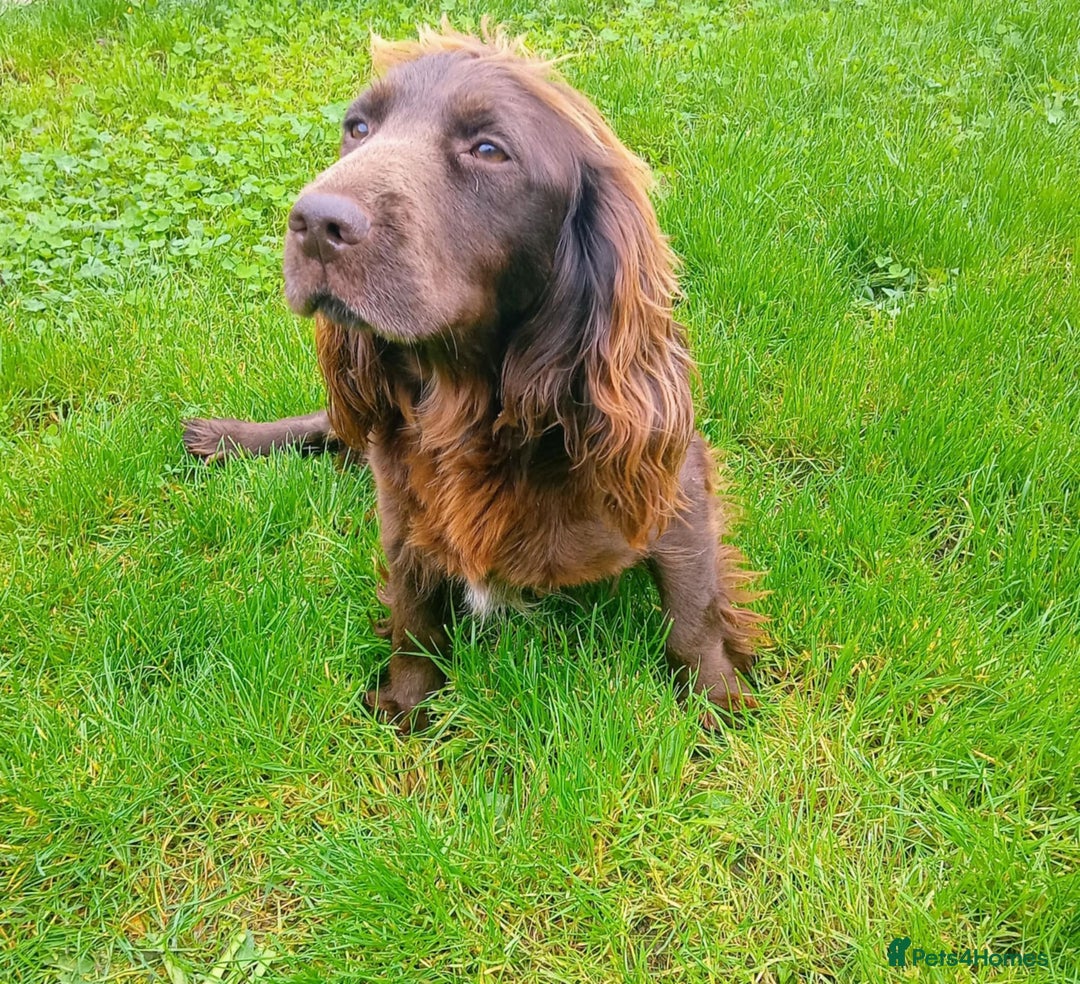 Cocker Spaniel dogs for sale: 7 cocker spaniel puppies - Advert 10