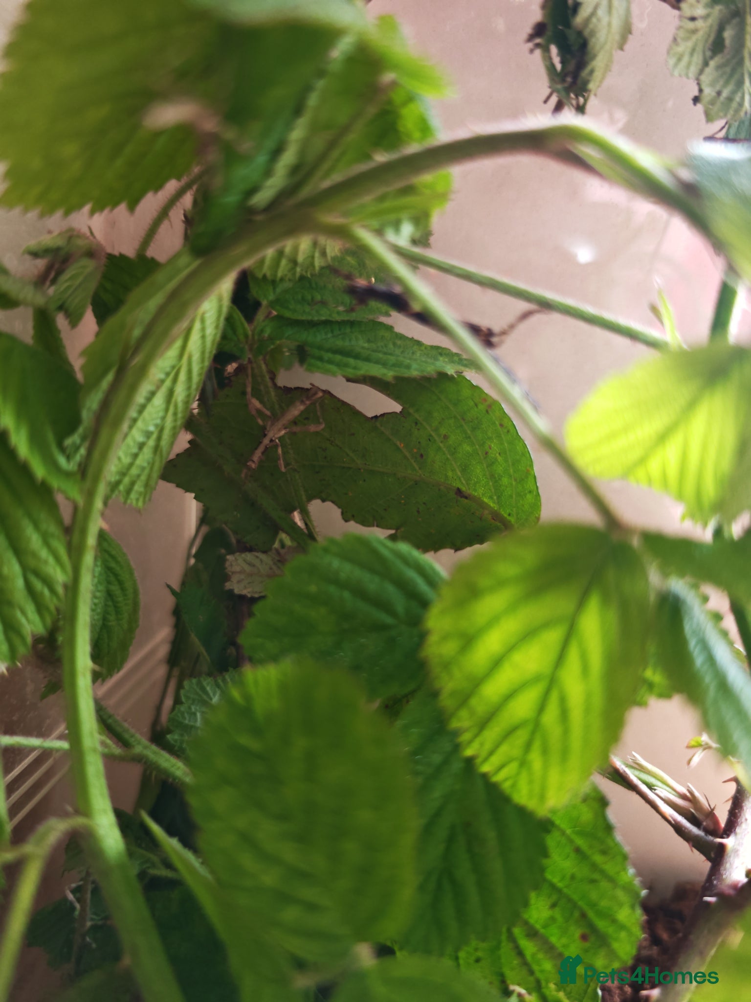 Stick Insects invertebrates Sunny Stick Insects - Advert 4