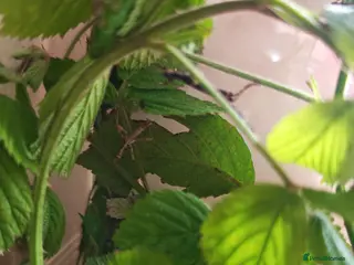 Stick Insects invertebrates Sunny Stick Insects - Advert 4