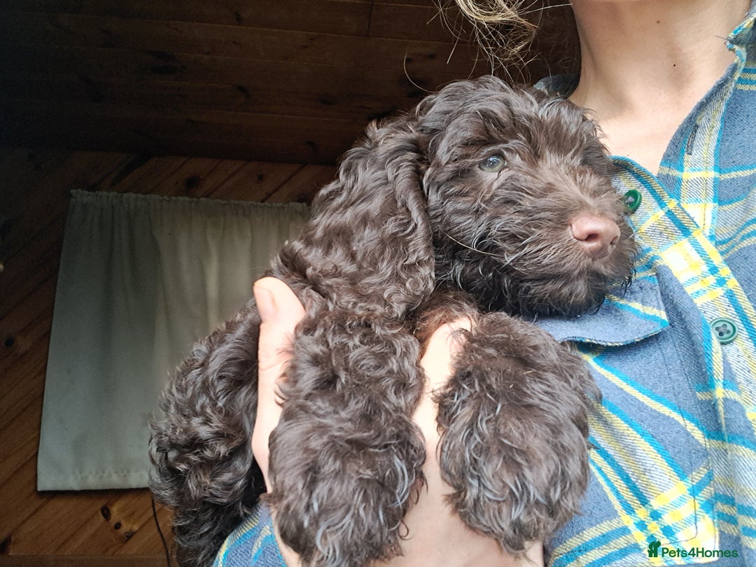 Cockapoo dogs for sale: Toy F1 Cockerpoo last chocolate boy  - Advert 16