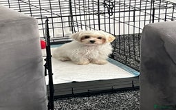 Maltipoo dogs for sale: Tiny Maltipoo  - Image 4