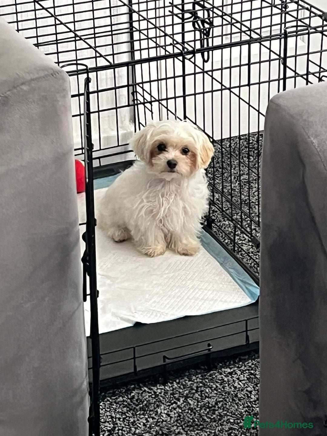 Maltipoo dogs for sale: Tiny Maltipoo  - Image 4