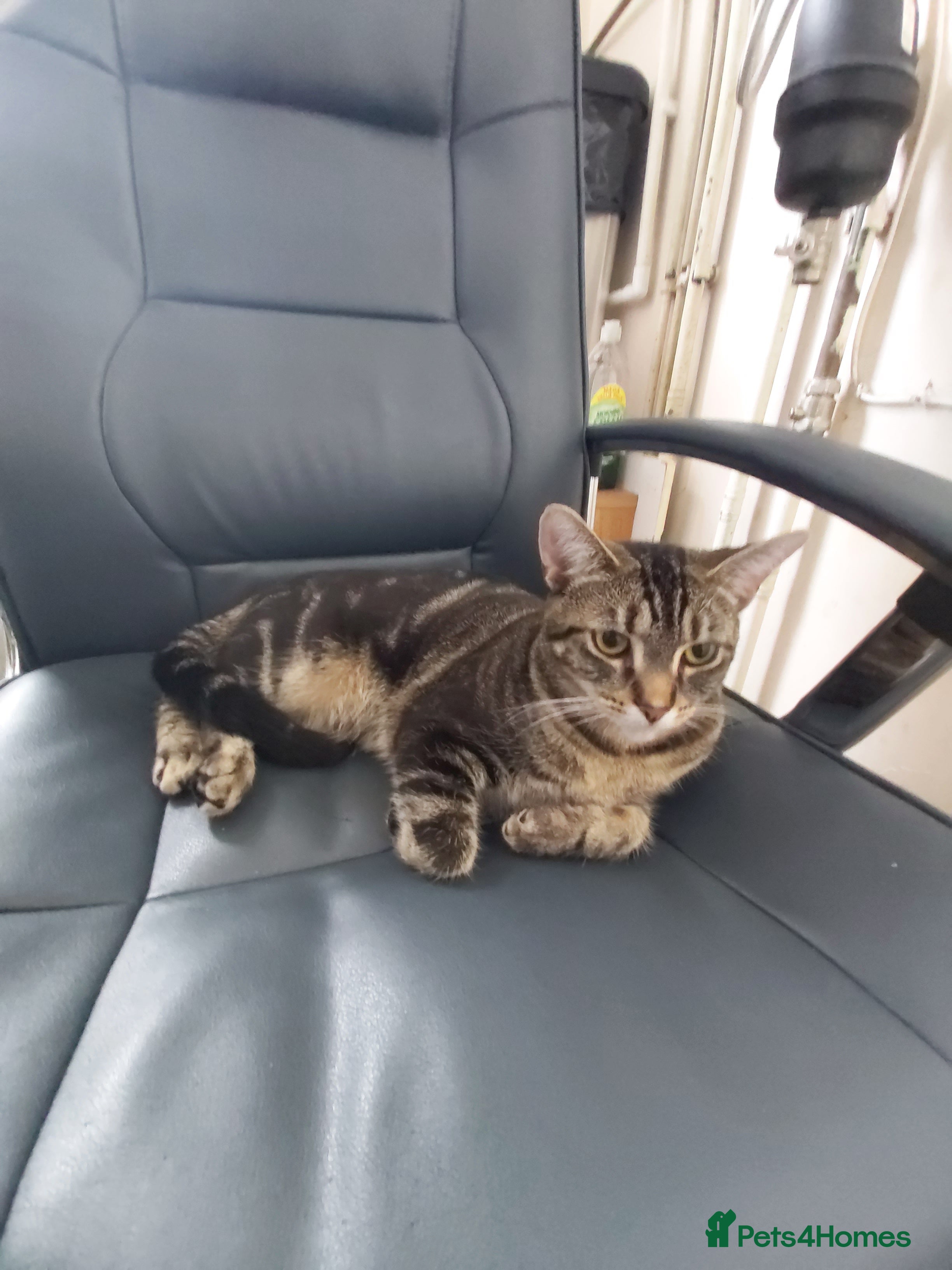 Toyger cats Kittens for sale  in Walsall - Advert 2