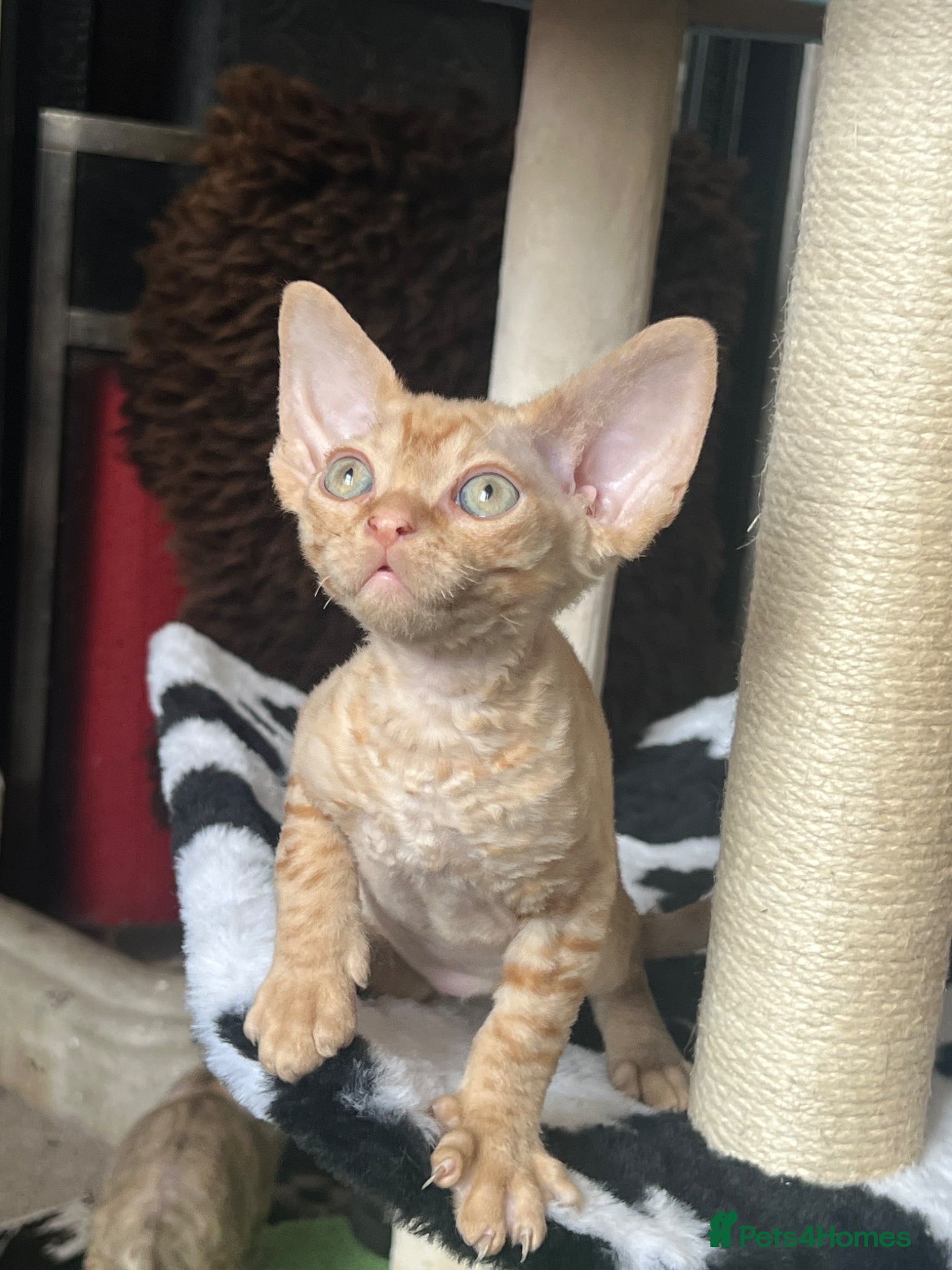 Devon Rex cats  Pedigree Devon Rex Kittens. Pet Homes Only  - Advert 22
