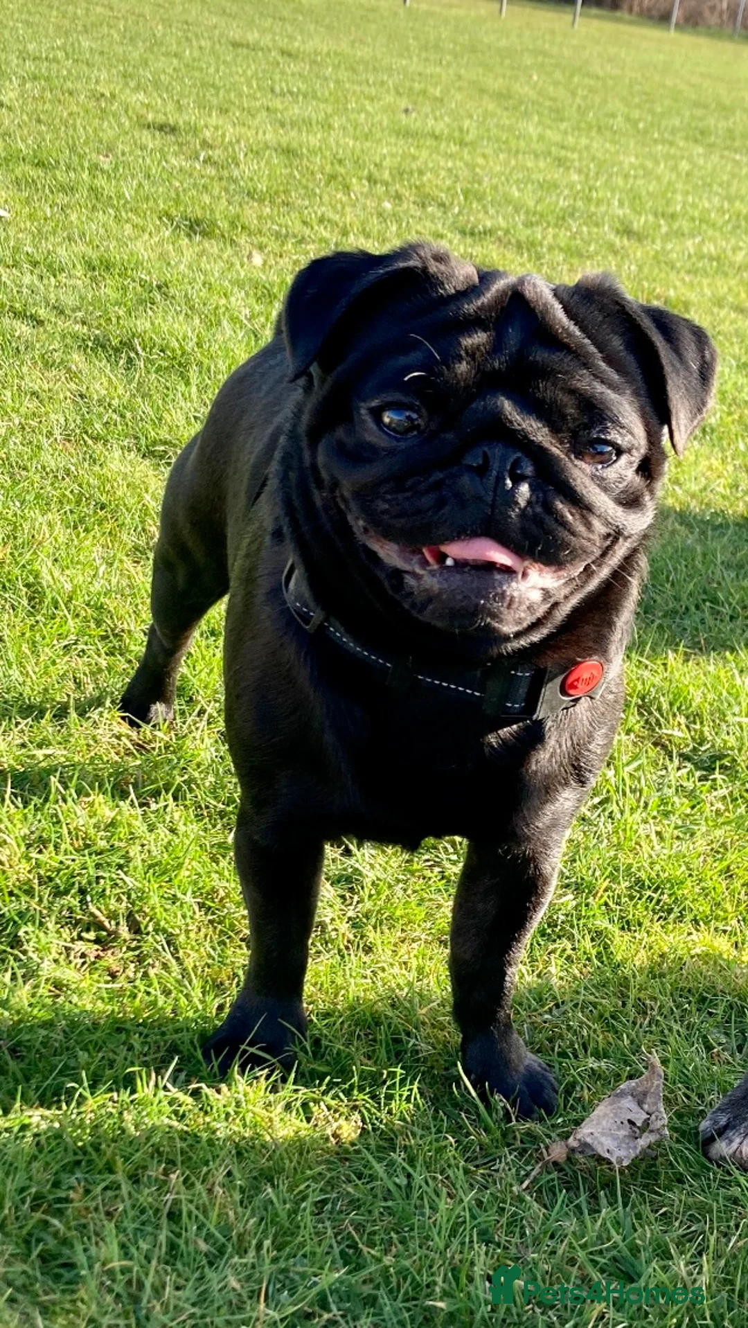 Pug dogs for stud: Health tested black pug stud  in Stevenage - Advert 12