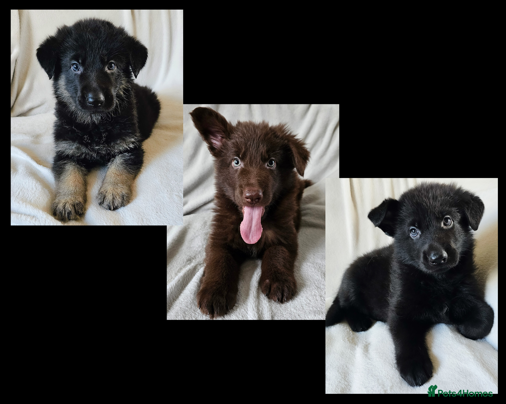 German Shepherd dogs ✴️3 purebred KC registered straight back GSP's✴️ - Advert 7