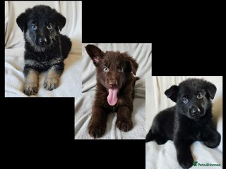 German Shepherd dogs ✴️3 purebred KC registered straight back GSP's✴️ - Advert 7