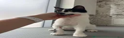 Mixed Breed cats for adoption: Sweet Milla looking for her home - Advert 6