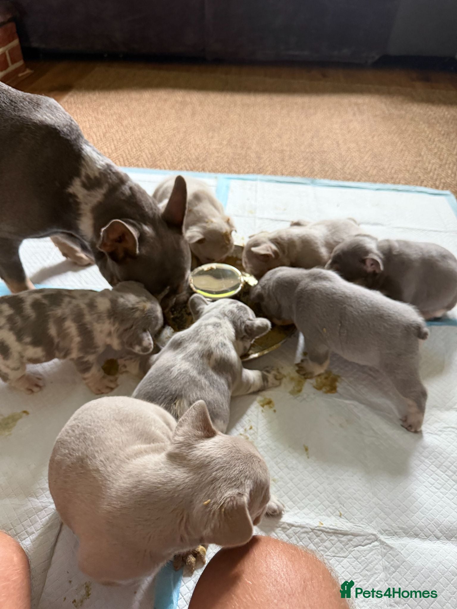 French Bulldog dogs 5 weeks old french bulldog puppies for sale - Advert 1