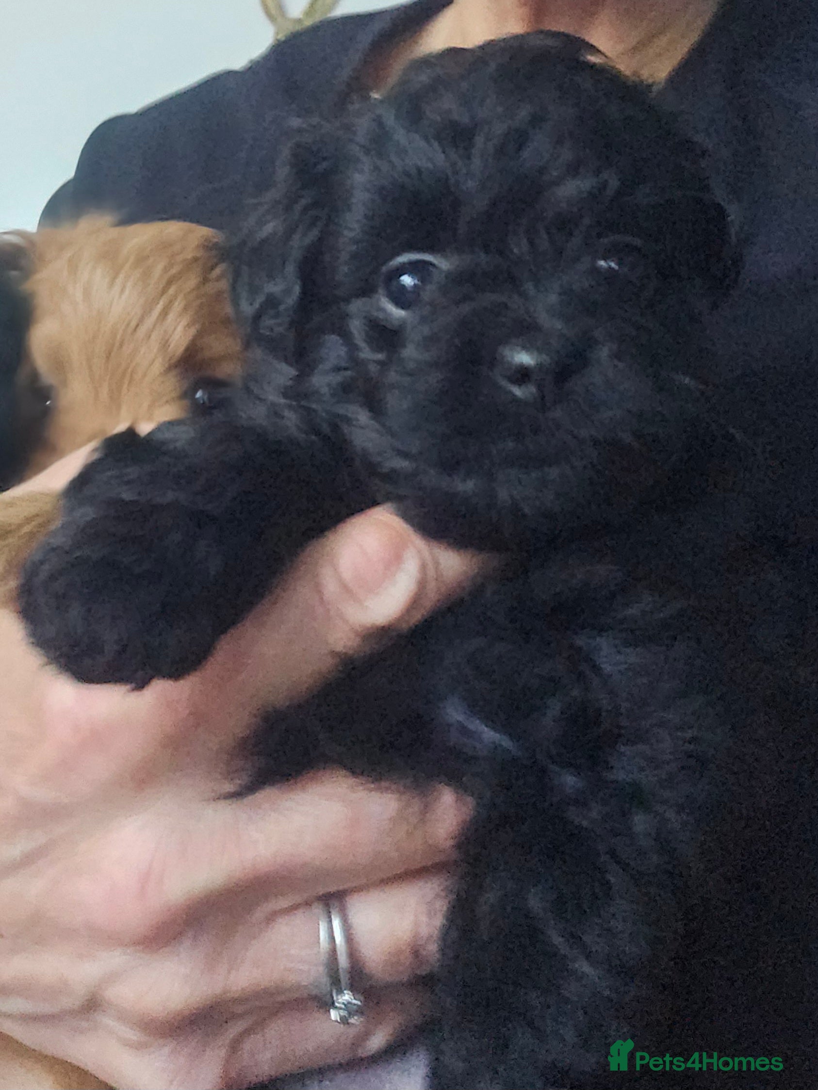 Pomapoo dogs Pompoo puppies for sale  - Advert 2