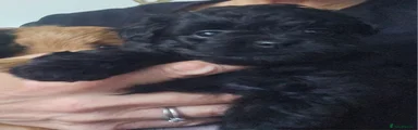 Pomapoo 3