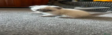 Scottish Fold 4