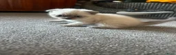 Scottish Fold cats for sale: Scottish fold cross British short hair  - Advert 2
