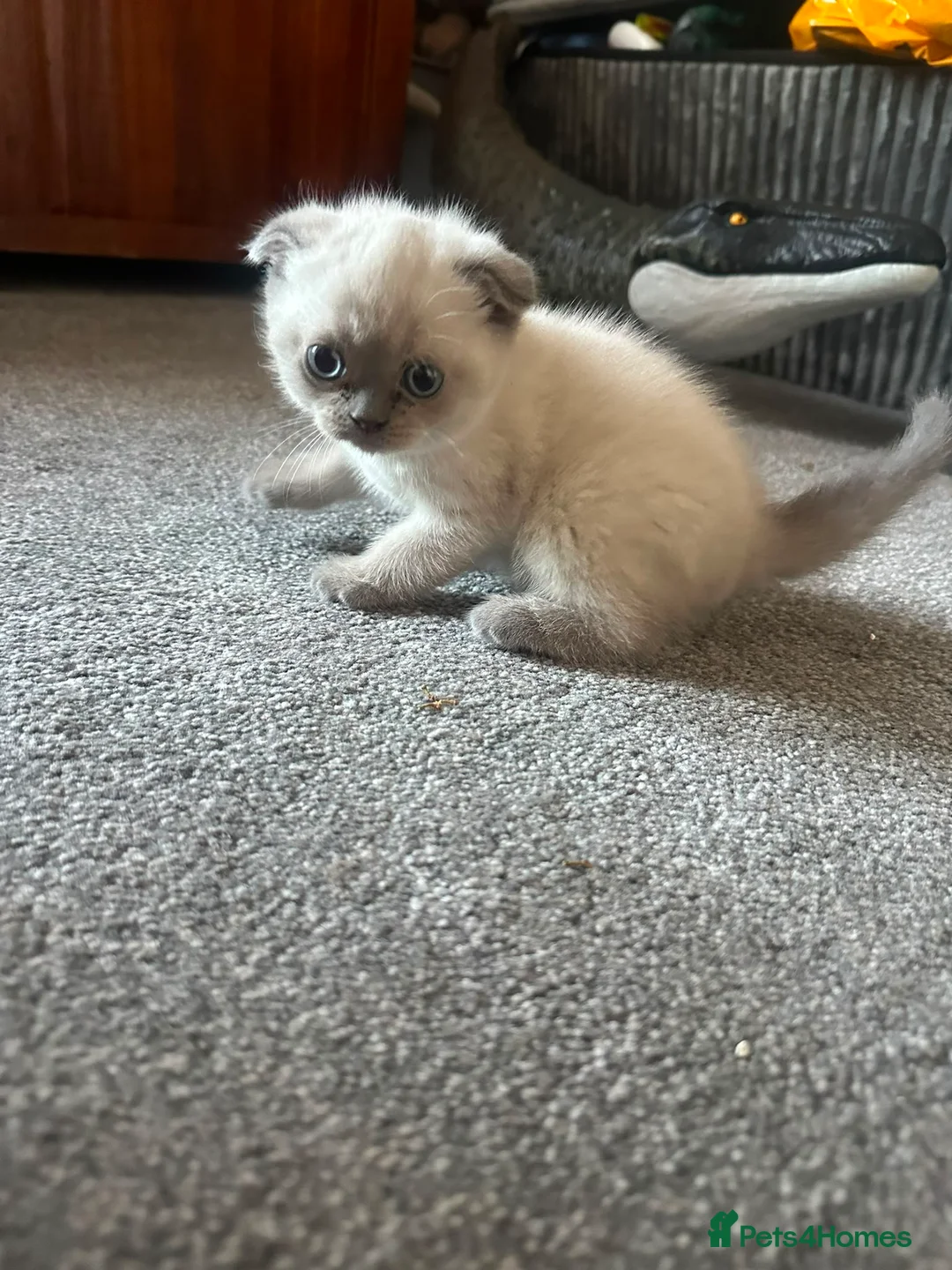Scottish Fold cats for sale: Scottish fold cross British short hair  - Advert 2