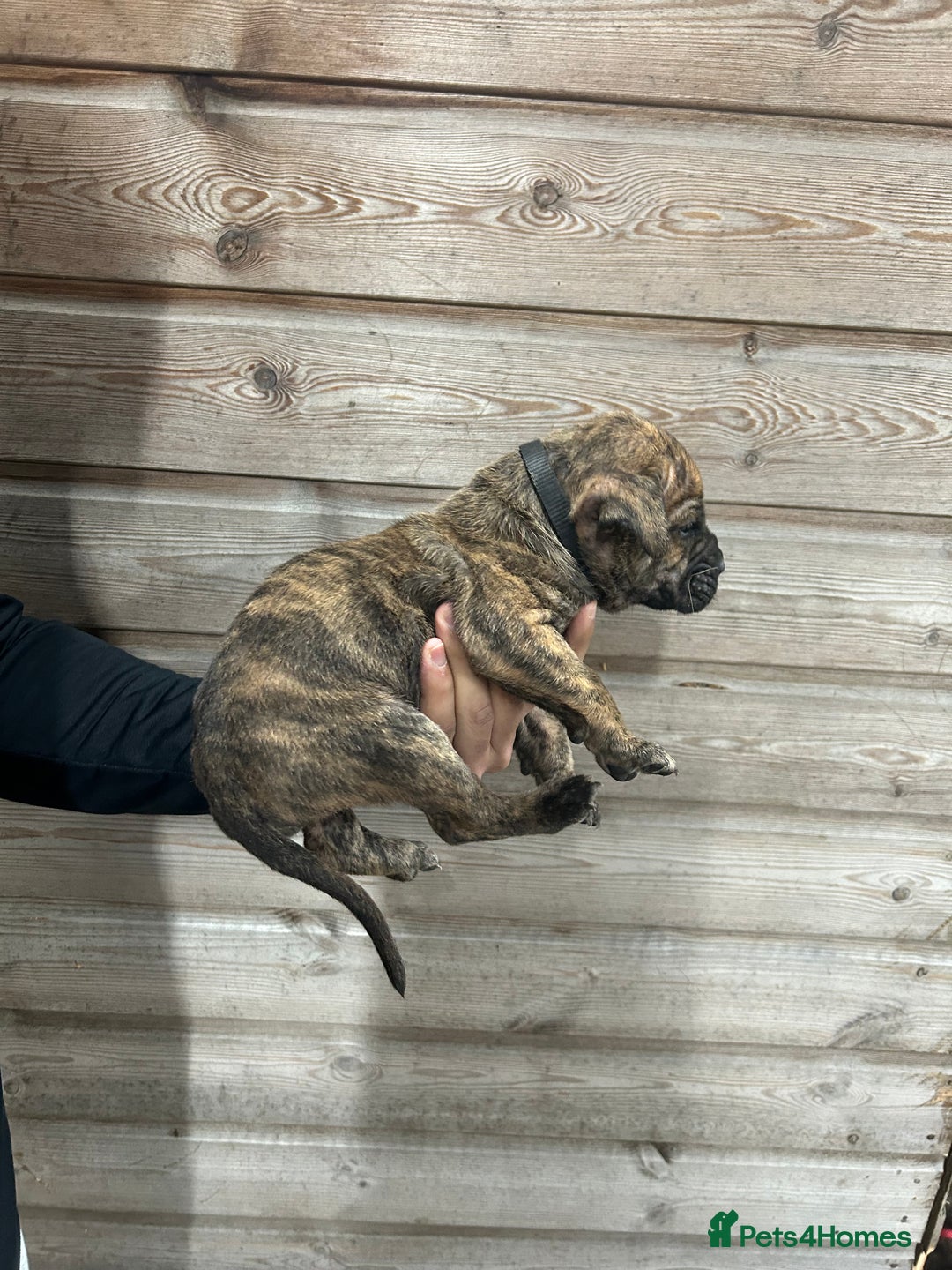 Presa Canario dogs for sale: Presa Canario Puppies Spanish x Serbian Imports - Advert 19