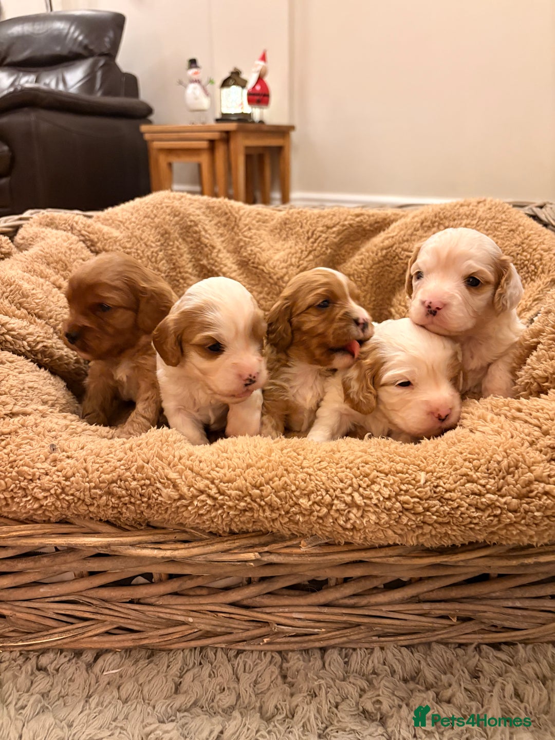 Cavapoo dogs for sale: Stunning F1 Toy Cavapoo puppies  - Advert 1