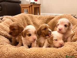 Cavapoo dogs Stunning F1 Toy Cavapoo puppies - Advert 4