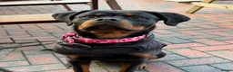 Rottweiler dogs for sale: 10 month old female Rottweiler in Longfield - Advert 4