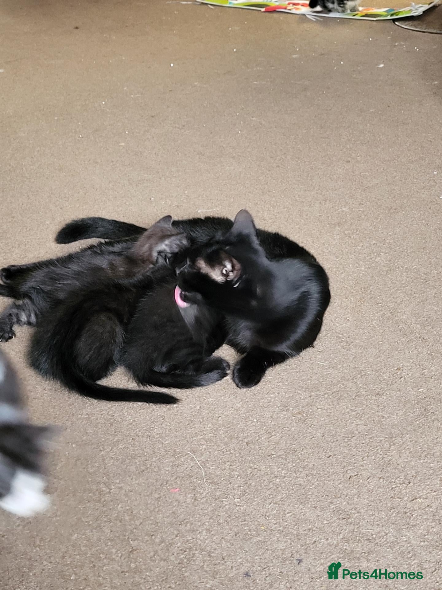 Mixed Breed cats Kittens for sale  - Advert 14