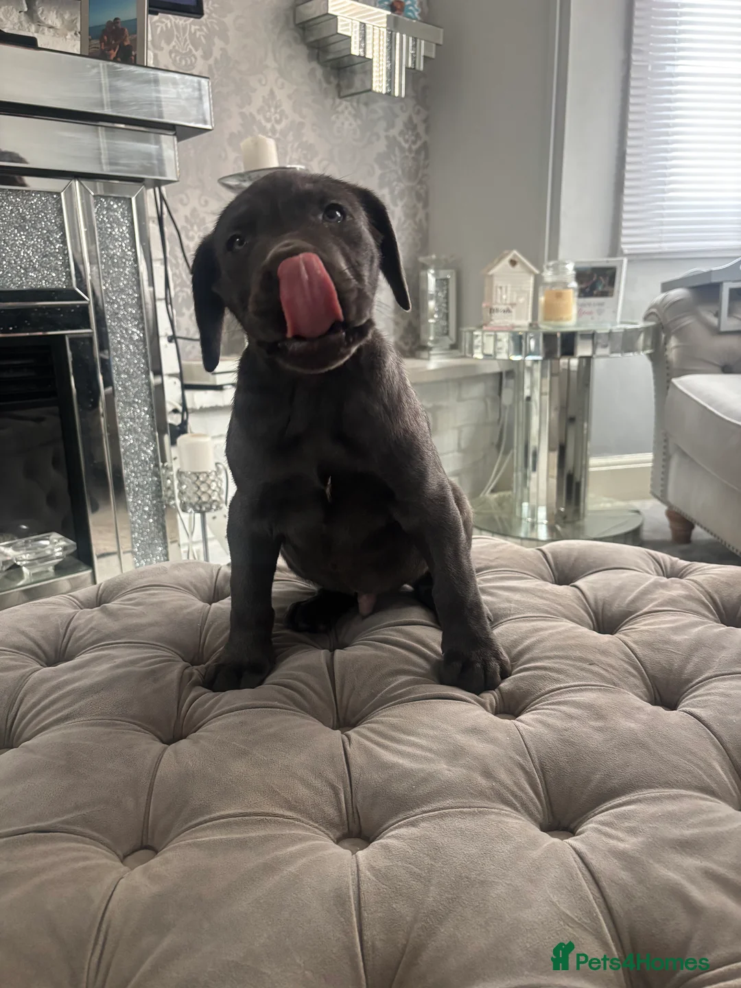 Neapolitan Mastiff dogs for sale: Neapolitan mastiff champion bloodline - Advert 10