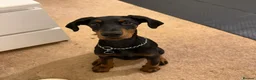 Dobermann dogs for sale: Bella the Dobermann in Wembley - Advert 2