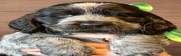 Cocker Spaniel dogs for sale: KC Reg Show Type Cocker Spaniel puppies - Advert 13