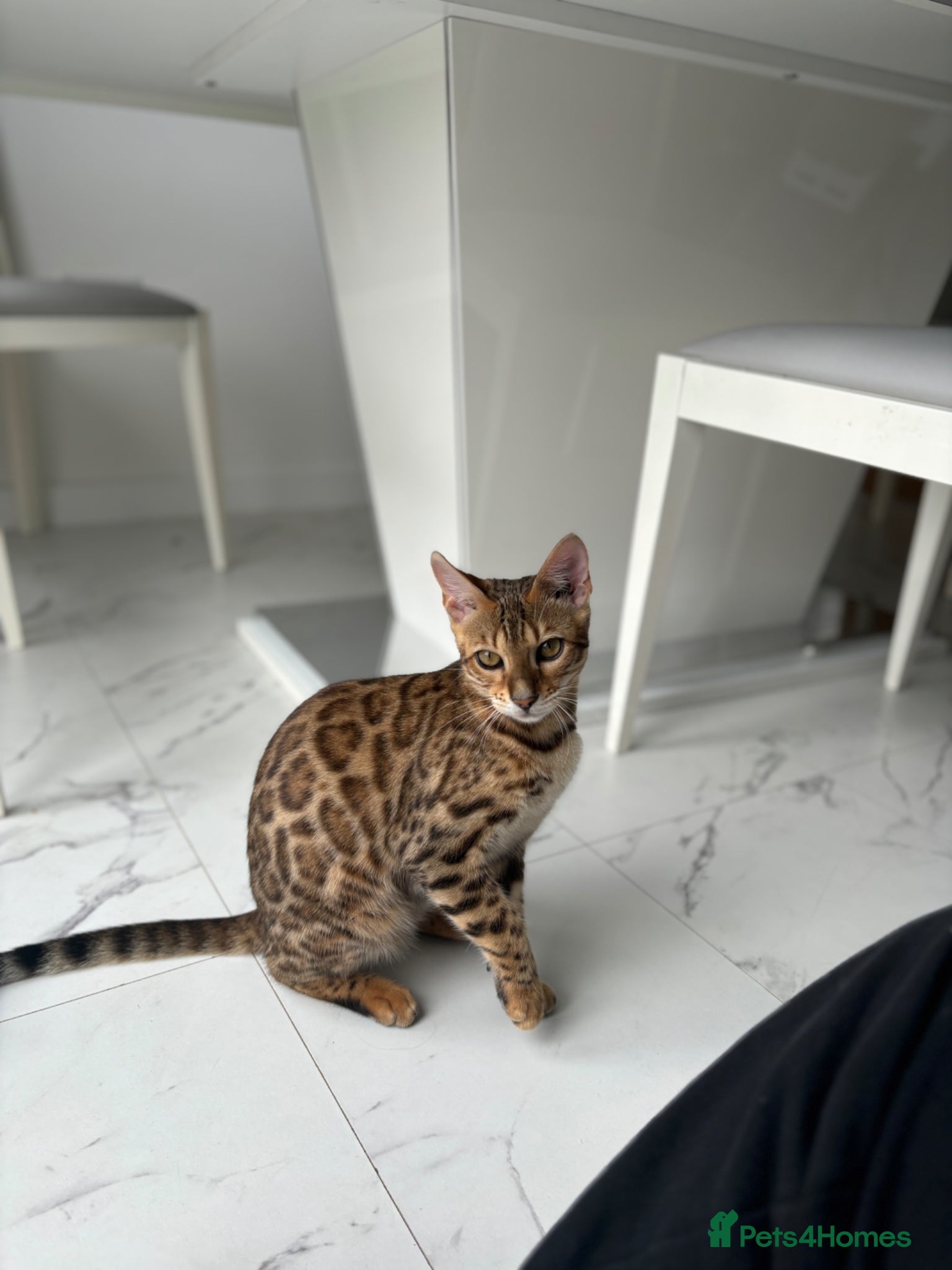 Bengal cats Bengal Kittens  - Advert 2