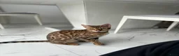 Bengal cats for sale: Bengal Kittens  - Advert 1