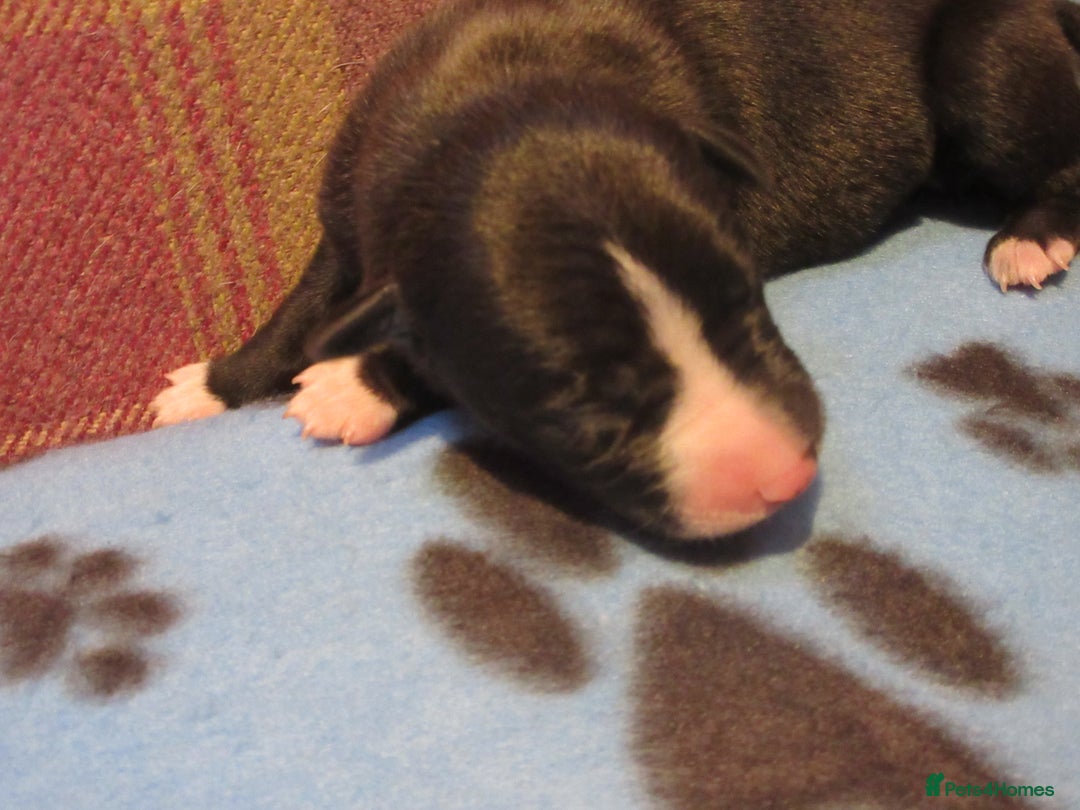 Whippet dogs for sale: KC DNA health tested, show quality Whippets - Advert 3