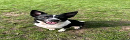Border Collie dogs for sale: Full Breed Border Collie Puppies in Congleton - Advert 5