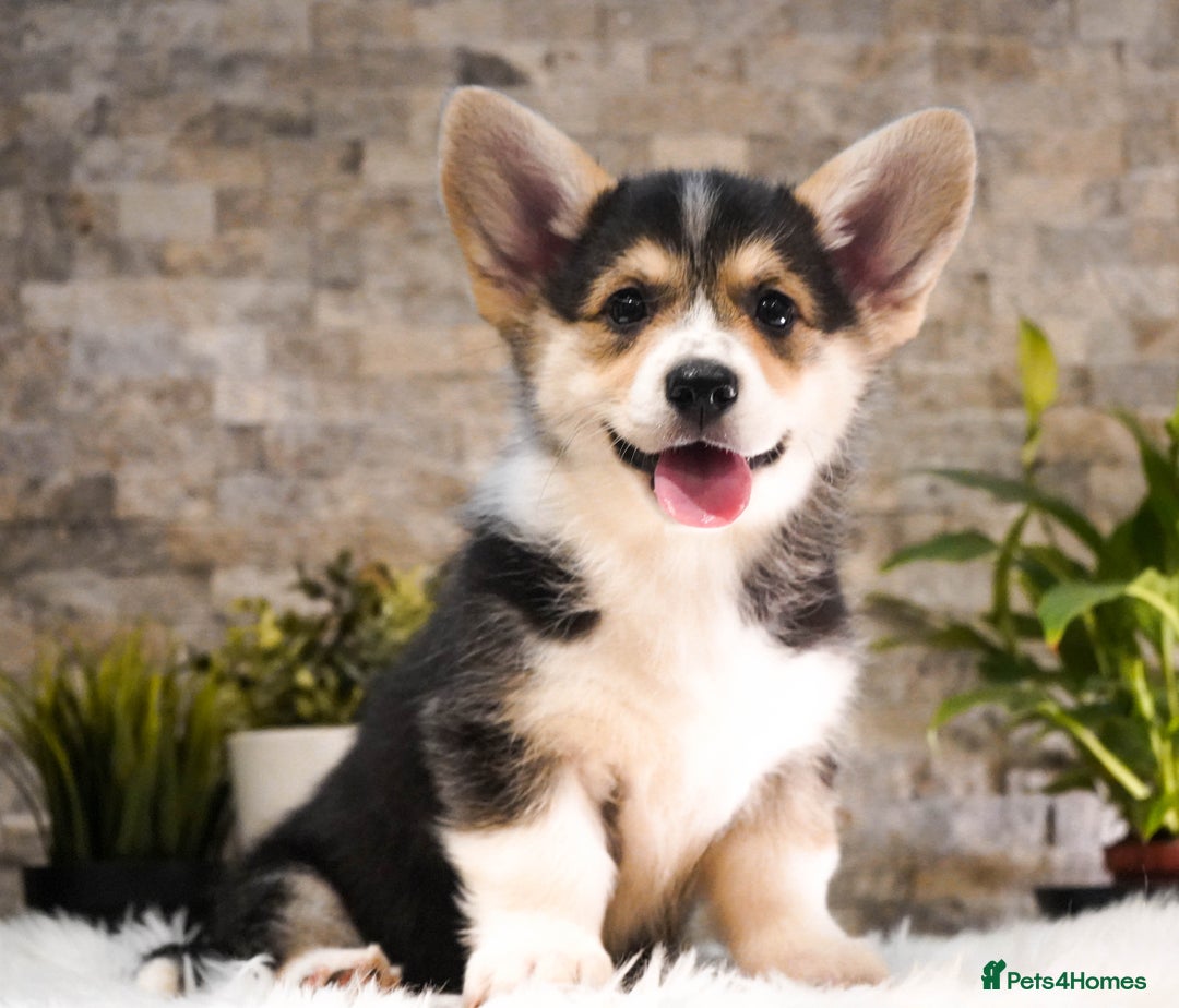 Welsh Corgi Pembroke dogs for sale: Welsh Corgi (Pembroke) - Advert 9