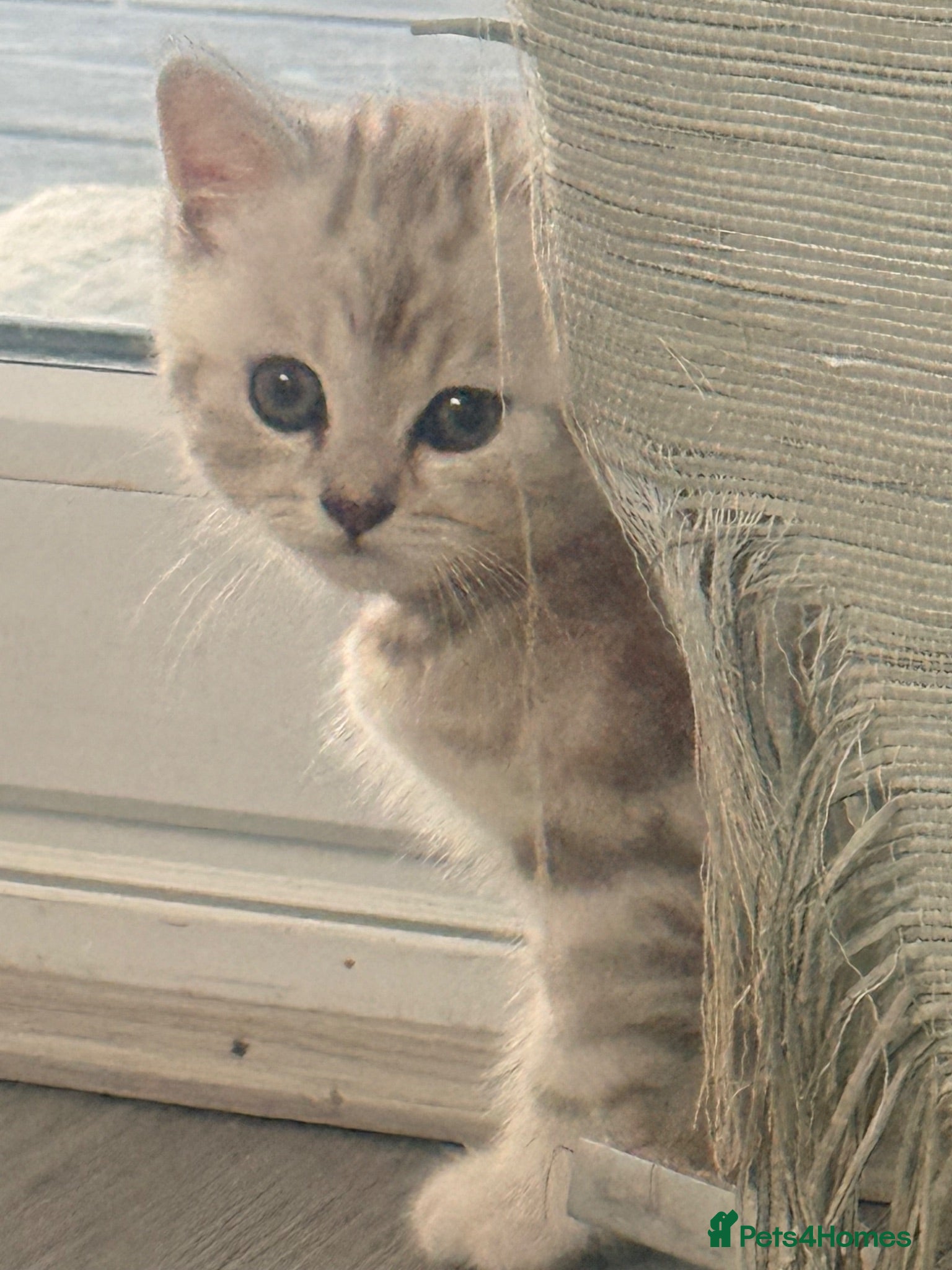 Mixed Breed cats Gorgeous SilverKittens Looking for Loving Homes  - Advert 2