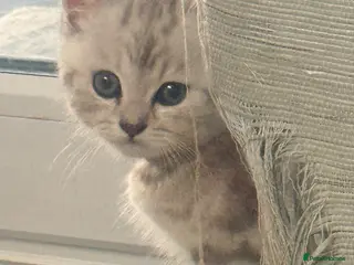 Mixed Breed cats Gorgeous SilverKittens Looking for Loving Homes - Advert 2