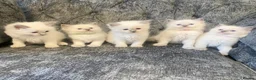 Ragdoll cats for sale: Ragdoll kittens - Advert 5