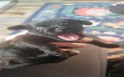 Mixed Breed dogs for sale: Gorgeous Black Poogledoodles Kid-Friendly Beauties - Image 15